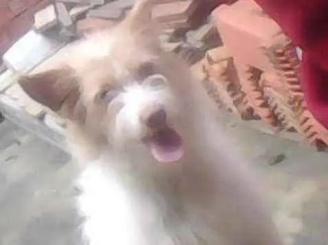 Cachorro ra a Vira lata  idade 3 anos nome Mily