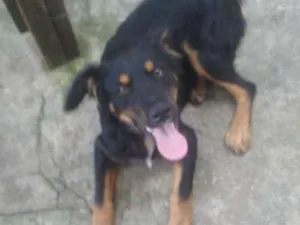 Cachorro raça Mista idade 2 a 6 meses nome Spike