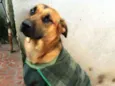 Cachorro raça Vira lata idade 2 anos nome Kel