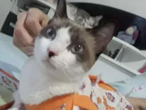 Gato raça SRD e sialata idade 2 a 6 meses nome AMARELINHO