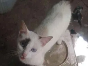Gato raça  idade 1 ano nome Safira