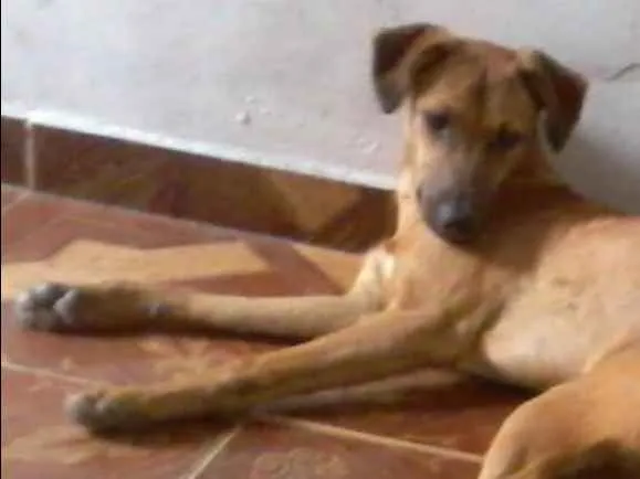 Cachorro raça viralata idade 2 anos nome katy