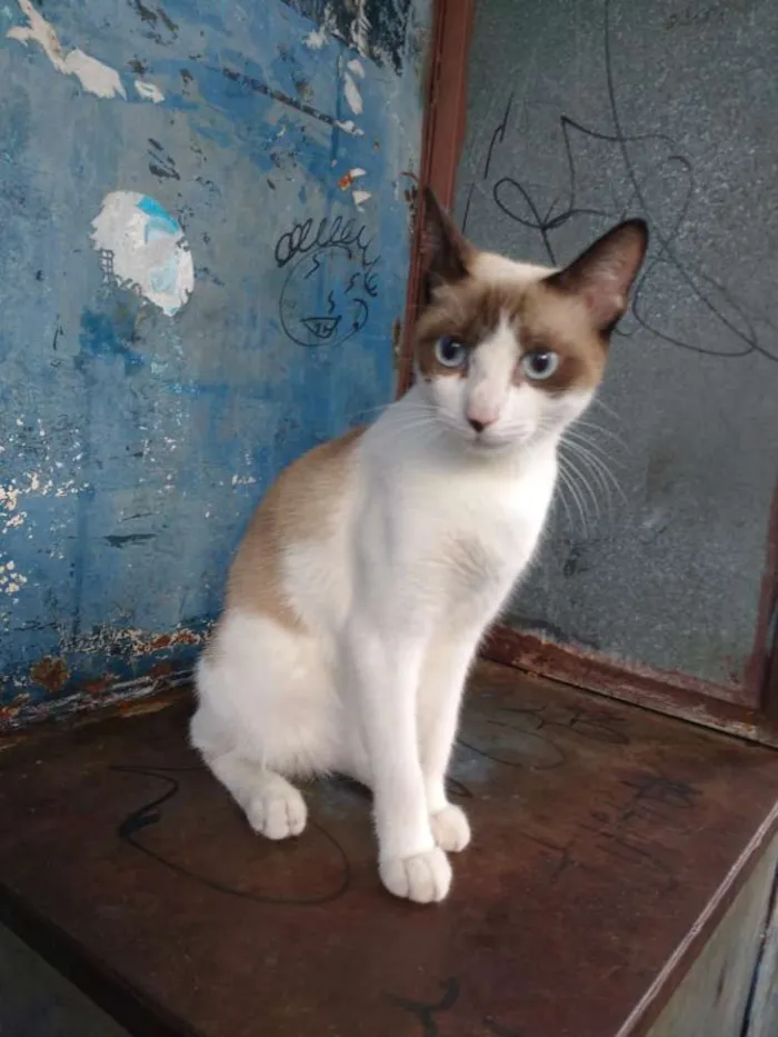Gato raça SRD e sialata idade 2 a 6 meses nome AMARELINHO