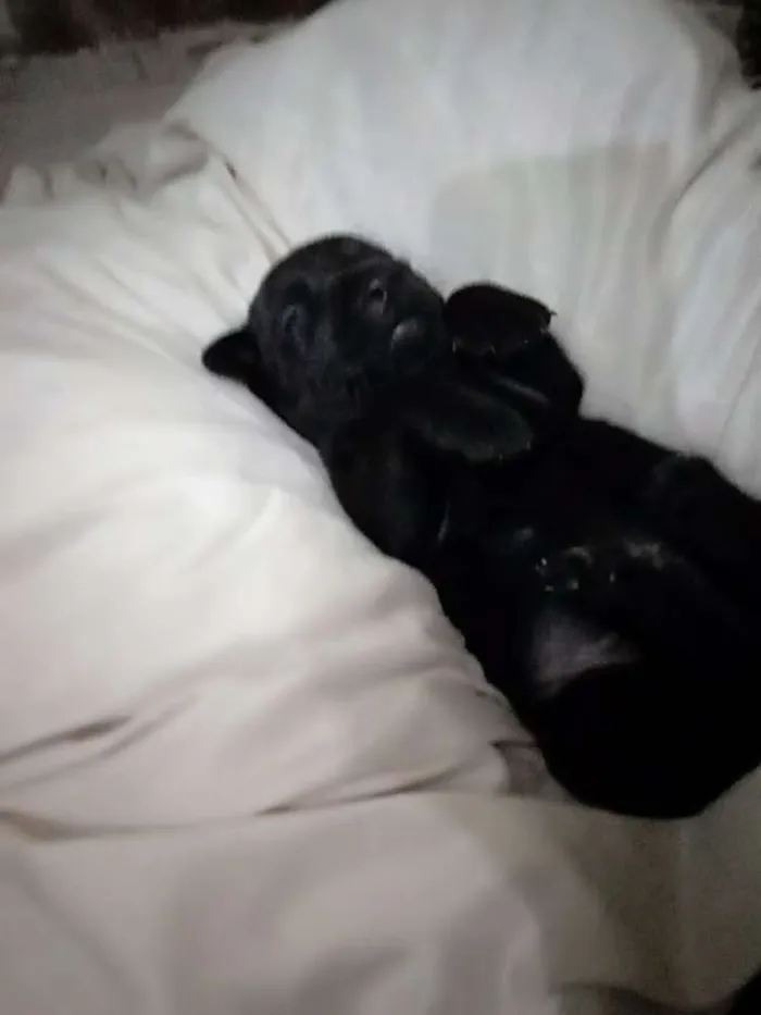 Cachorro raça Vira-lata idade Abaixo de 2 meses nome Sem nome ainda