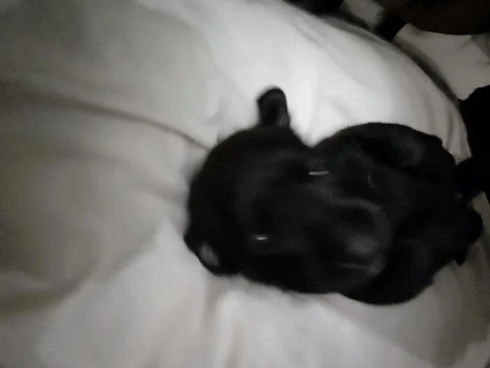 Cachorro raça Vira-lata idade Abaixo de 2 meses nome Sem nome ainda
