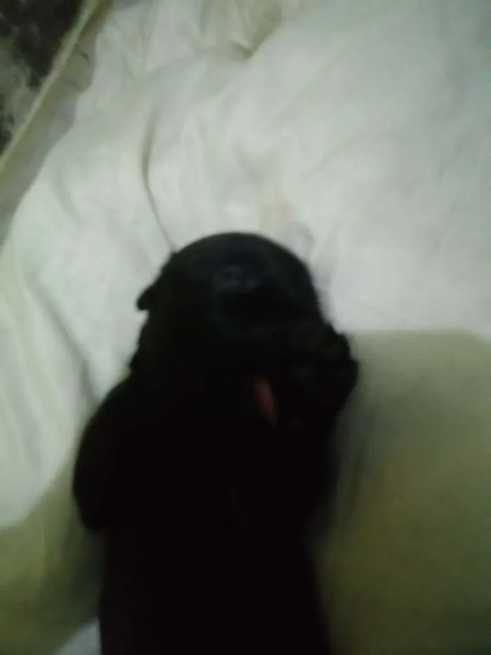 Cachorro raça Vira-lata idade Abaixo de 2 meses nome Sem nome ainda