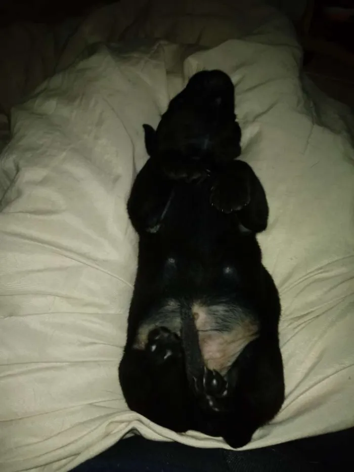 Cachorro raça Vira-lata idade Abaixo de 2 meses nome Sem nome ainda