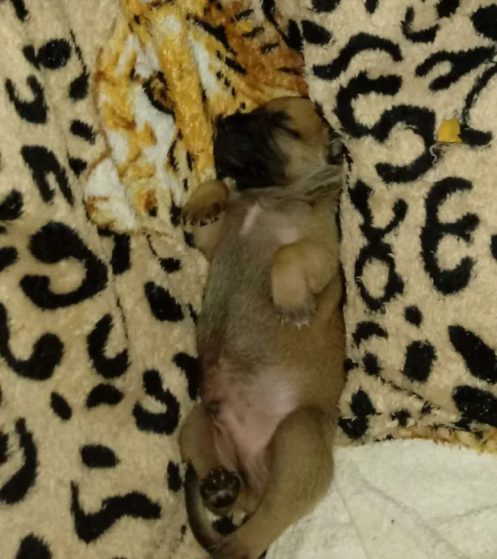 Cachorro raça Vira-lata idade Abaixo de 2 meses nome Sem nome ainda