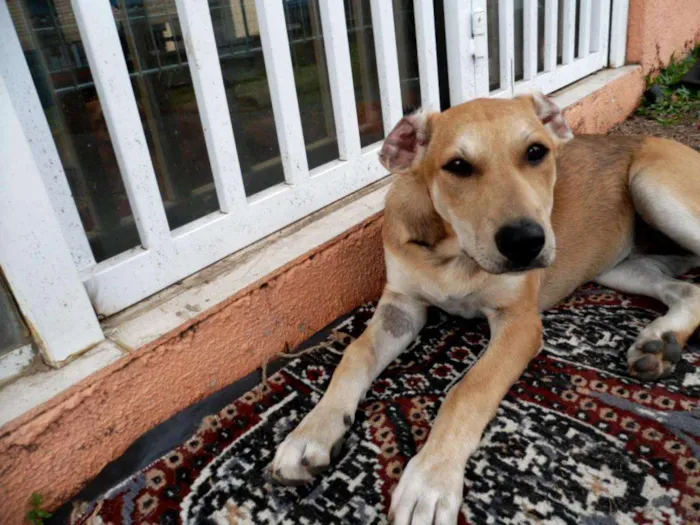 Cachorro ra a srd idade 2 a 6 meses nome Lika