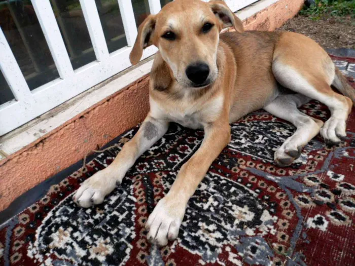 Cachorro ra a srd idade 2 a 6 meses nome Lika
