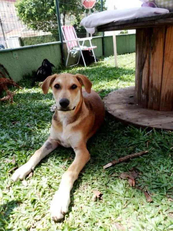 Cachorro ra a srd idade 2 a 6 meses nome Lika