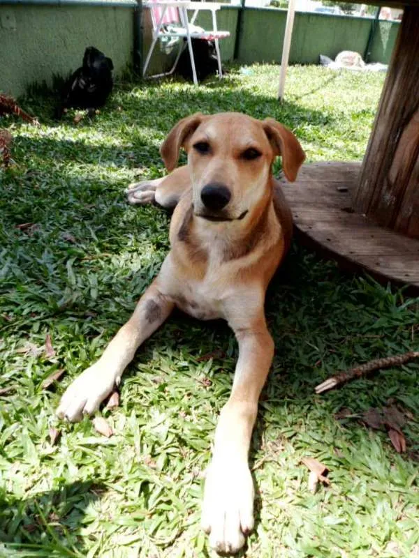 Cachorro ra a srd idade 2 a 6 meses nome Lika