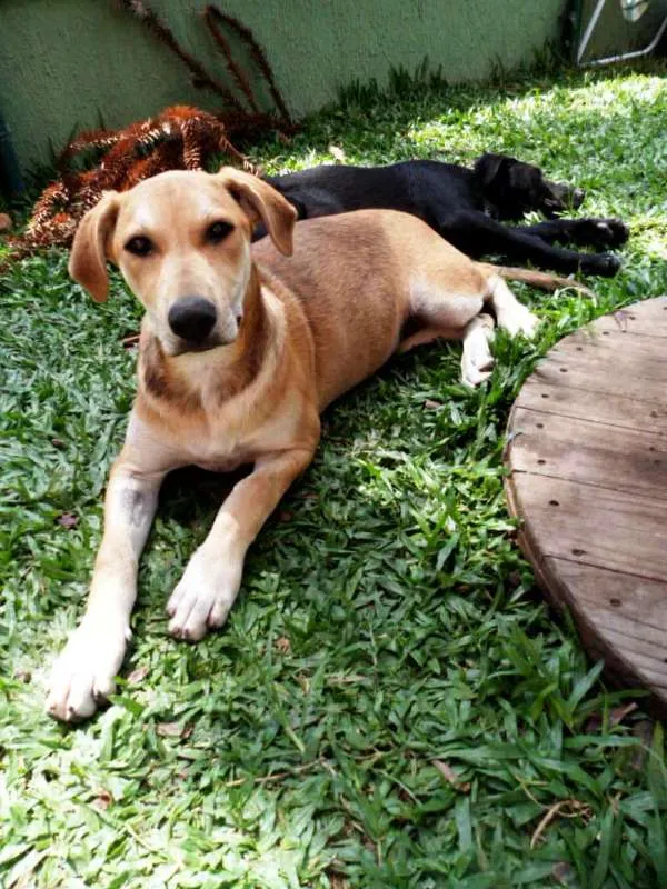 Cachorro ra a srd idade 2 a 6 meses nome Lika
