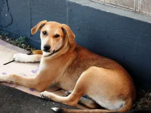 Cachorro raça srd idade 2 a 6 meses nome Lika
