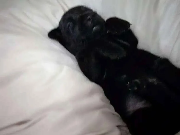 Cachorro raça Vira-lata idade Abaixo de 2 meses nome Sem nome ainda