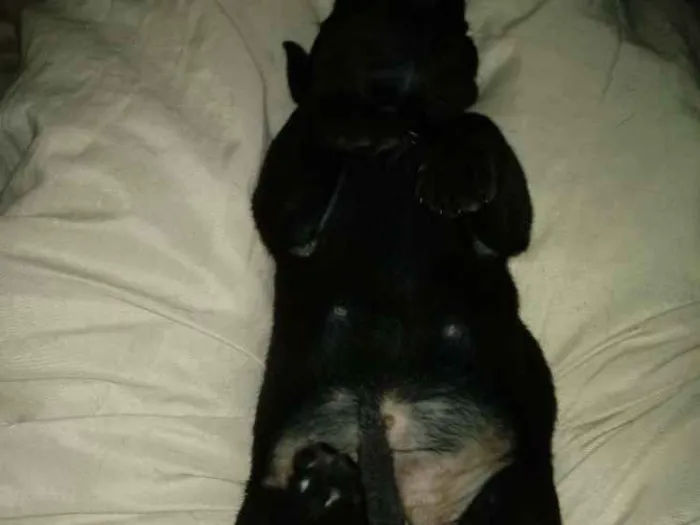 Cachorro raça Vira-lata idade Abaixo de 2 meses nome Sem nome ainda