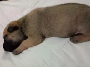 Cachorro raça Vira-lata idade Abaixo de 2 meses nome Sem nome ainda