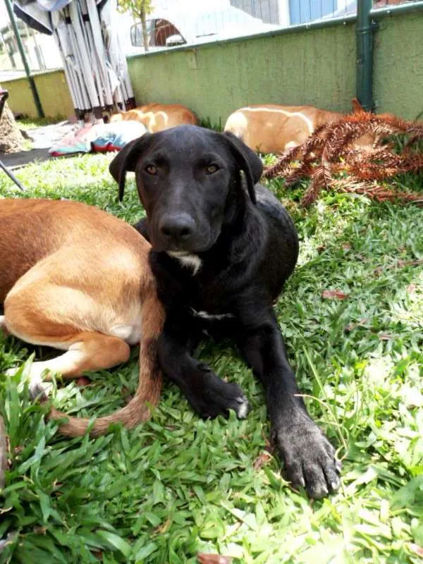 Cachorro ra a SRD idade 2 a 6 meses nome Helena 