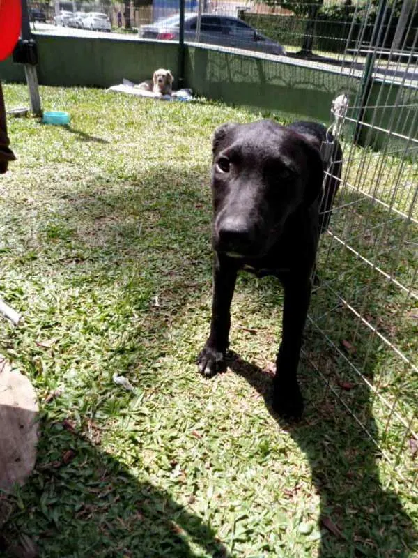 Cachorro ra a SRD idade 2 a 6 meses nome Helena 