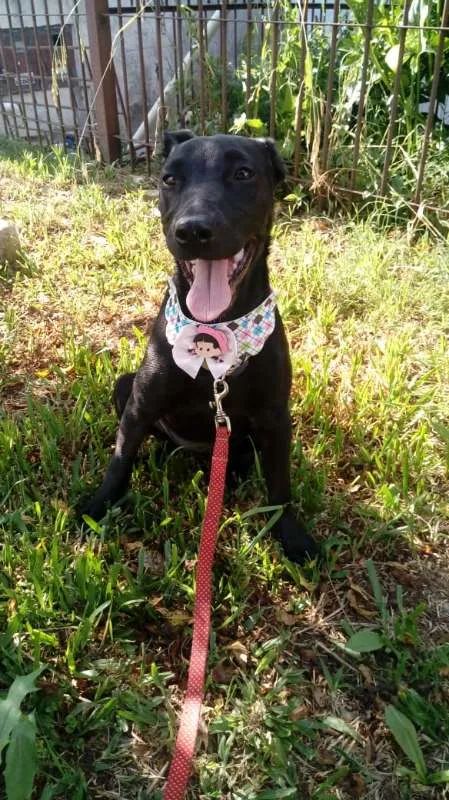 Cachorro ra a SRD idade 7 a 11 meses nome Anitta