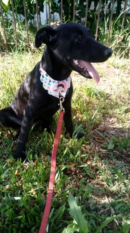 Cachorro ra a SRD idade 7 a 11 meses nome Anitta