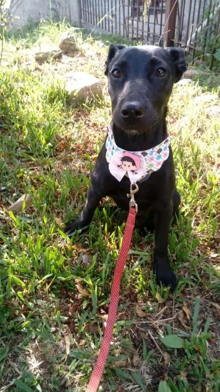 Cachorro ra a SRD idade 7 a 11 meses nome Anitta