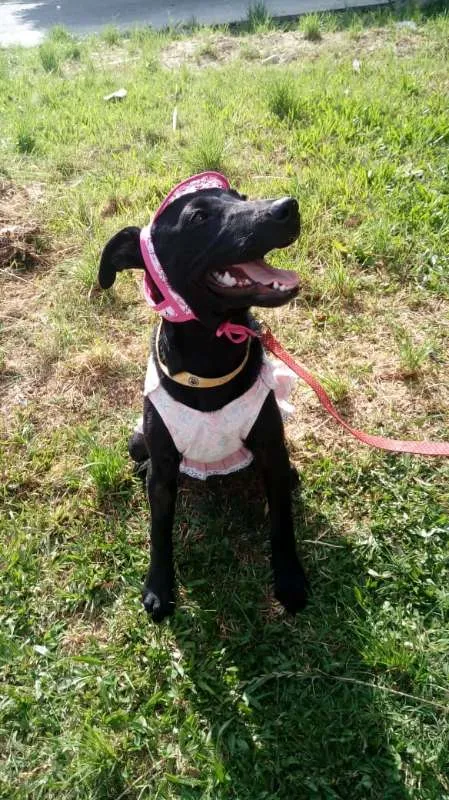Cachorro ra a SRD idade 7 a 11 meses nome Anitta