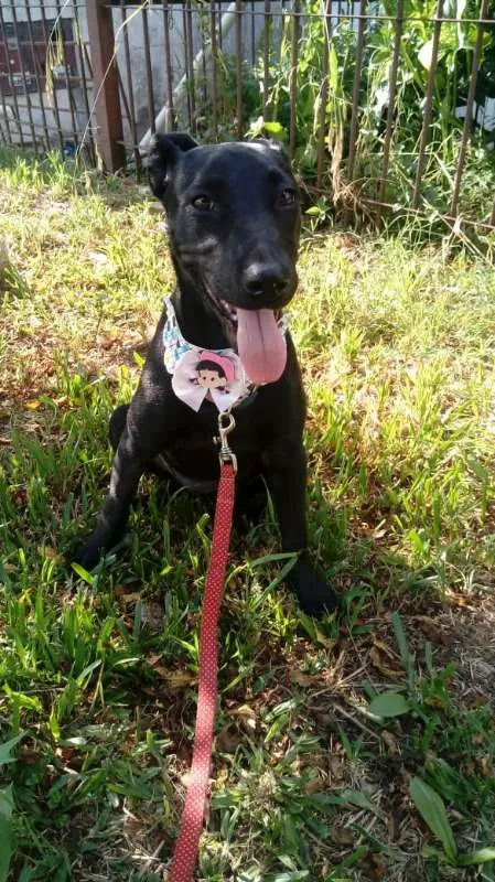 Cachorro ra a SRD idade 7 a 11 meses nome Anitta