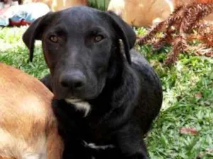 Cachorro raça SRD idade 2 a 6 meses nome Helena 