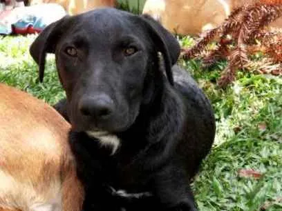 Cachorro ra a SRD idade 2 a 6 meses nome Helena 
