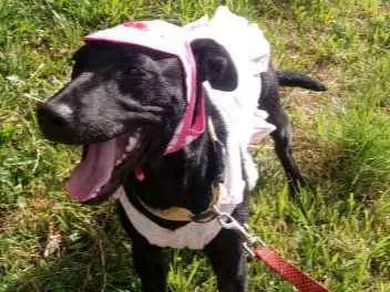 Cachorro ra a SRD idade 7 a 11 meses nome Anitta