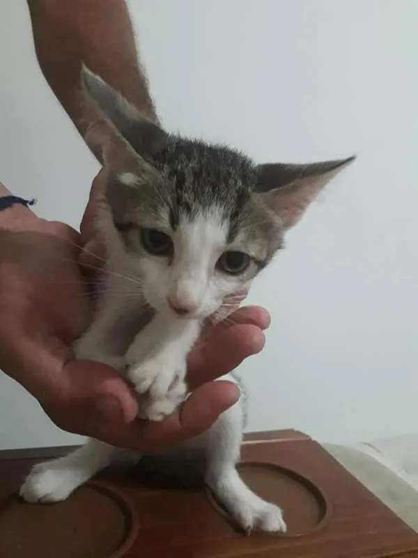 Gato ra a indeterminado idade 2 a 6 meses nome filhotes