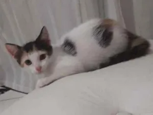 Gato raça indeterminado idade 2 a 6 meses nome filhotes