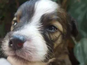 Cachorro raça srd idade 2 a 6 meses nome filhote 1