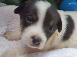 Cachorro raça srd idade 2 a 6 meses nome filhote 6