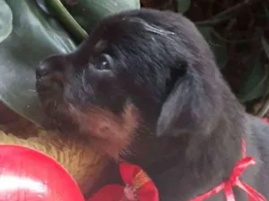 Cachorro raça srd idade 2 a 6 meses nome filhote 8