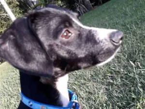 Cachorro raça SRD idade 2 a 6 meses nome Thomas