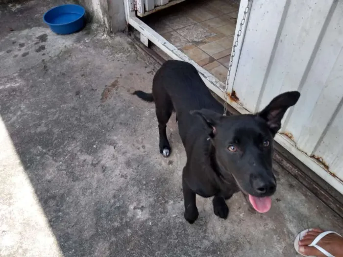 Cachorro ra a srd idade 1 ano nome Aninha 