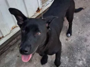 Cachorro raça srd idade 1 ano nome Aninha 