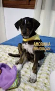 Amora