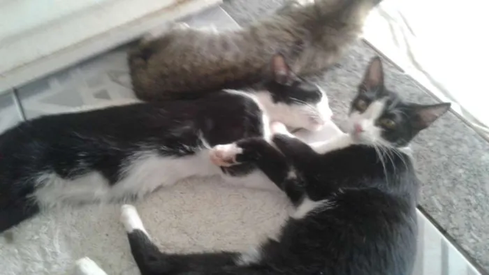 Gato ra a Vira-lata idade 2 a 6 meses nome Frajola.