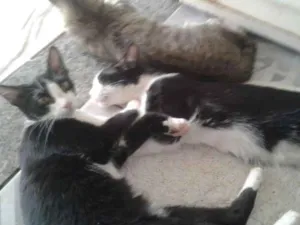 Gato raça Vira-lata idade 2 a 6 meses nome Frajola.