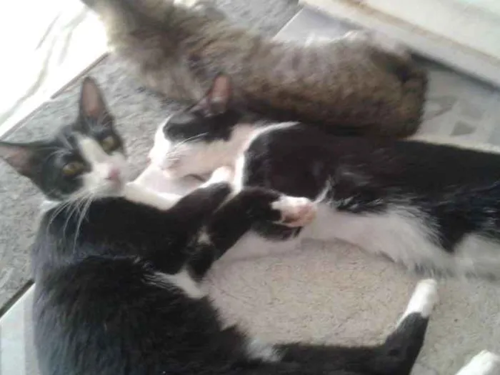 Gato ra a Vira-lata idade 2 a 6 meses nome Frajola.