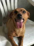 Mel para Adoção