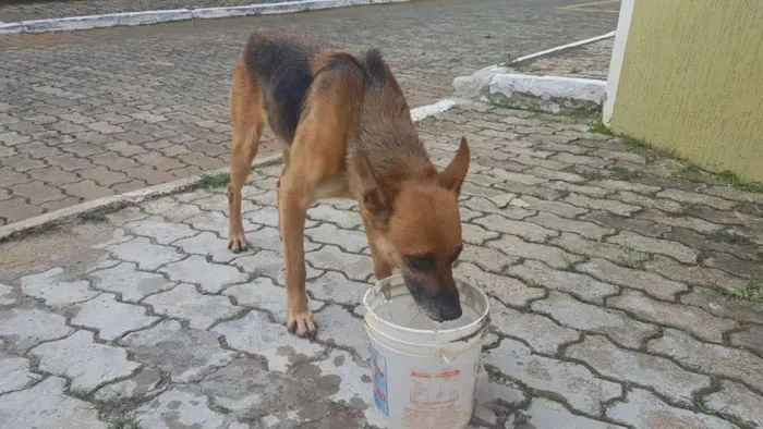 Cachorro ra a SRD idade 2 anos nome Carente