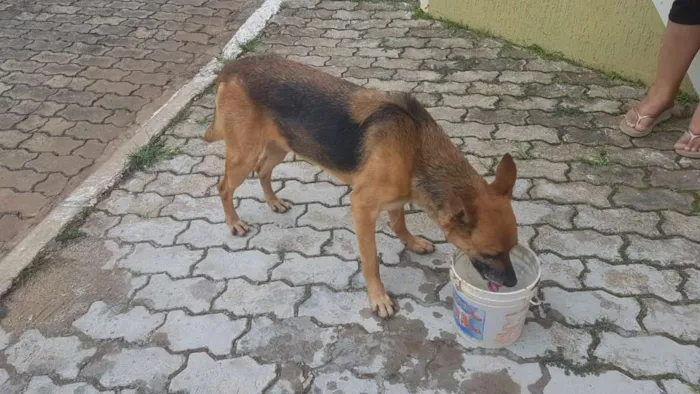 Cachorro ra a SRD idade 2 anos nome Carente