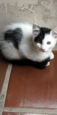 Gatinhos ?? adoção 