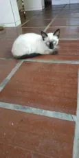 Gatinhos ?? adoção