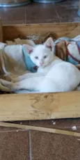 Gatinhos ?? adoção