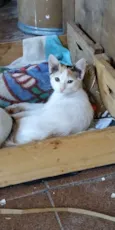 Gatinhos ?? adoção 